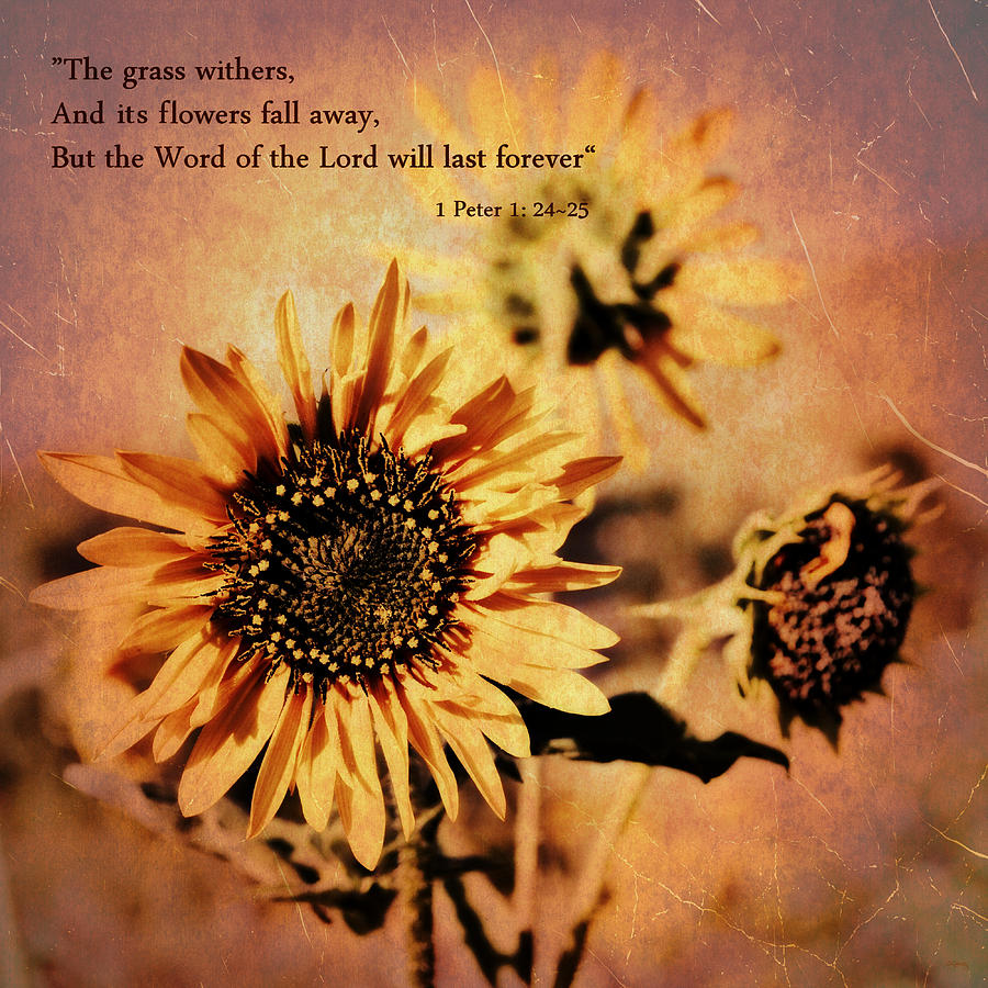 Scripture - 1 Peter One 24-25 Photograph by Glenn McCarthy Art and Photography