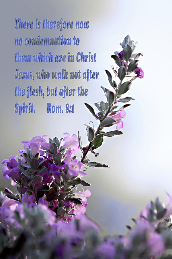 Nature Photograph - Scripture and Sage Rom. 8 v 1 by Linda Phelps