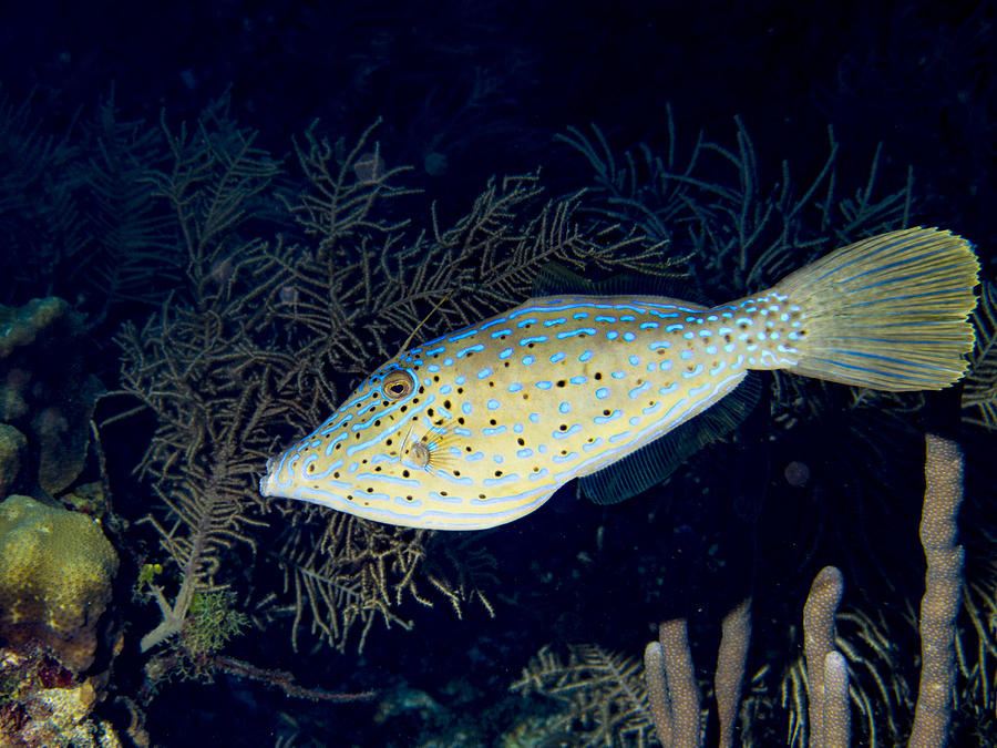 Scrolled Filefish Photograph by Jean Noren