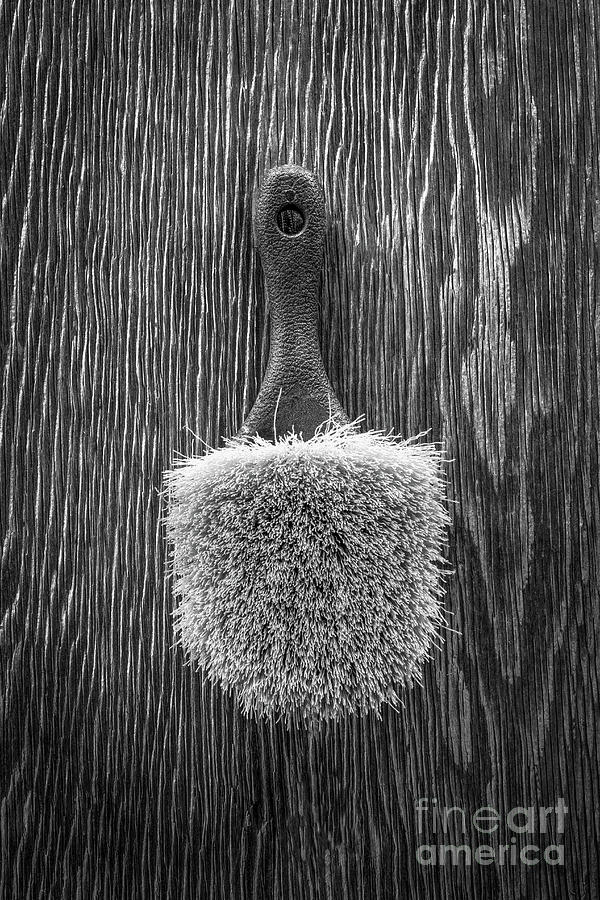 Scrub Brush BW Photograph by YoPedro