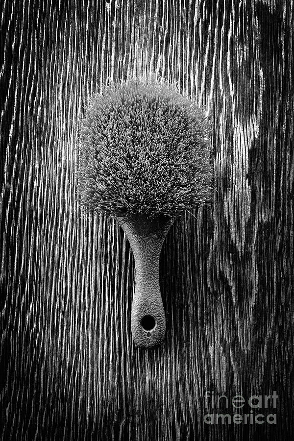Scrub Brush UP BW Photograph by YoPedro