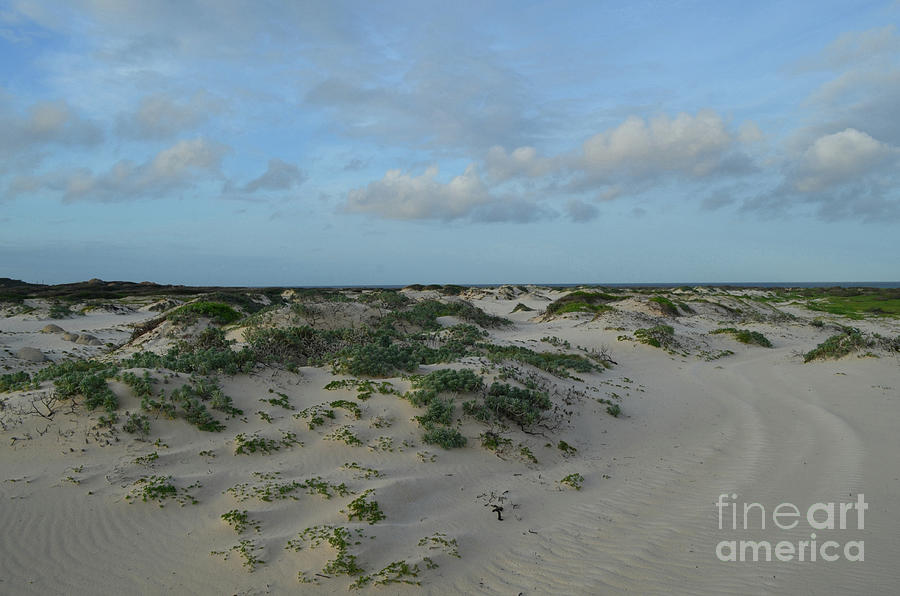 Scrub Growing in the White Sand Beaches of Aruba Photograph by DejaVu Designs