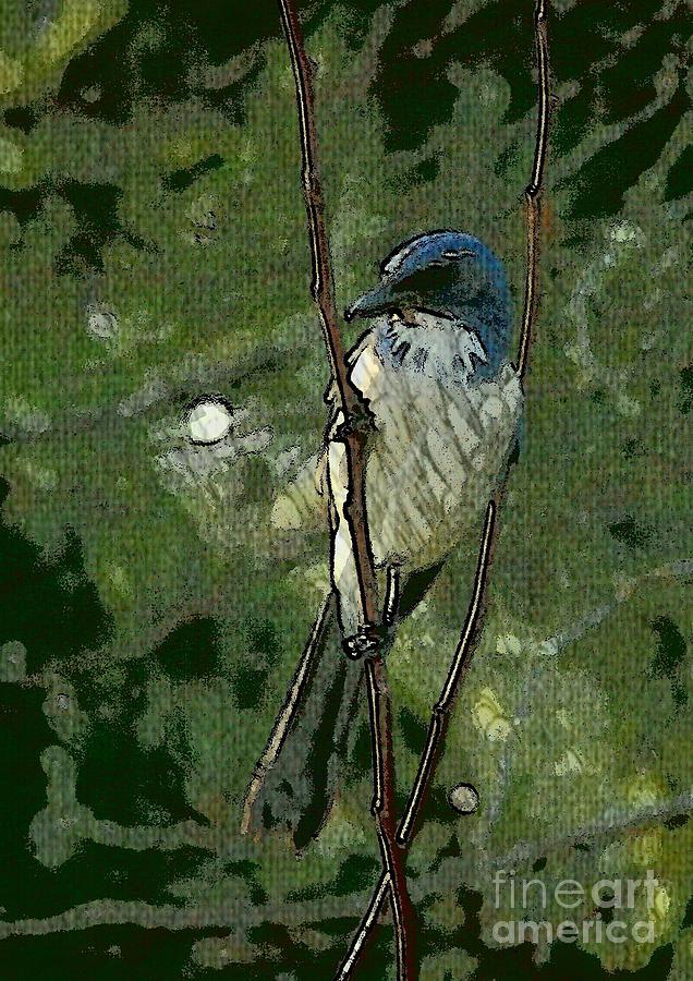 Bird Photograph - Scrub Jay - enhanced by Teresa A Lang