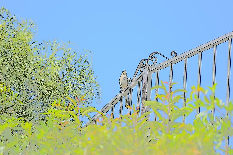 Scrub Jay on Fence Pastel Abstract Digital Art by Linda Brody