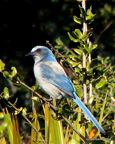 Scrub Jay Photograph by T Guy Spencer