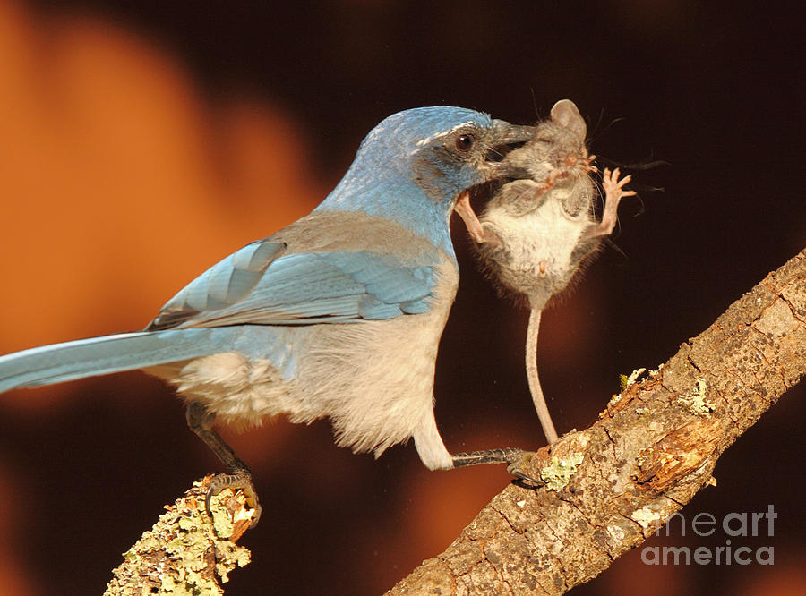 Scrub Jay With Jumping Mouse In Grasp Photograph by Max Allen