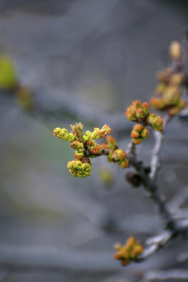 Scrub Oak Emergence by Jason Coward Scrub Oak Emergence by Jason Coward