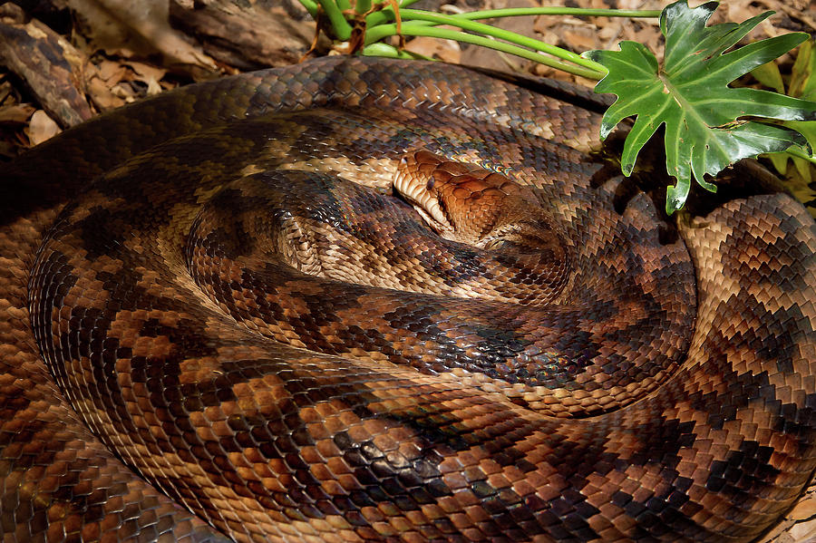 Python Photograph - Scrub python Australian Longest Snake by Miroslava Jurcik