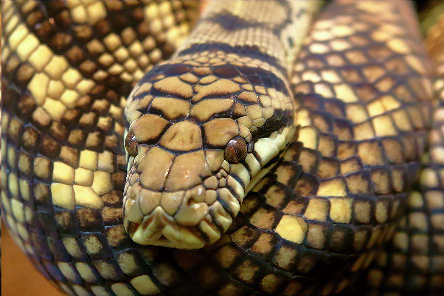 Scrub Python Closeup Photograph by Daniel Caracappa