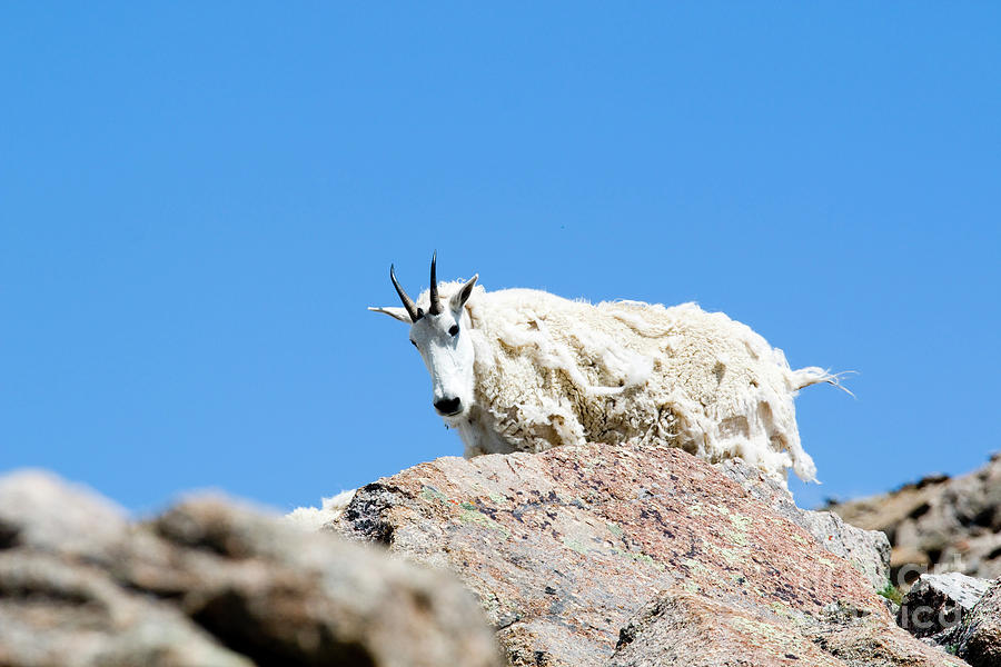 Scruffy Mountain Goat On The Mount Massive Summit Photograph