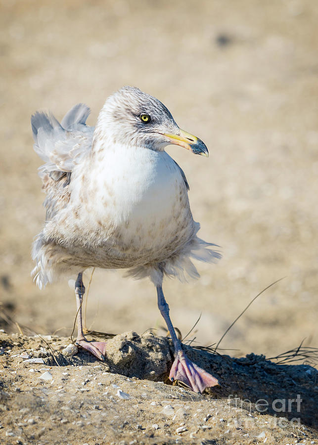 Scruffy Seagull Photograph by Karen Jorstad