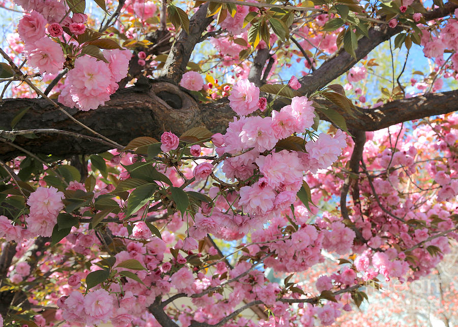 Scrumptious Pink Blossoms Photograph by Carol Groenen