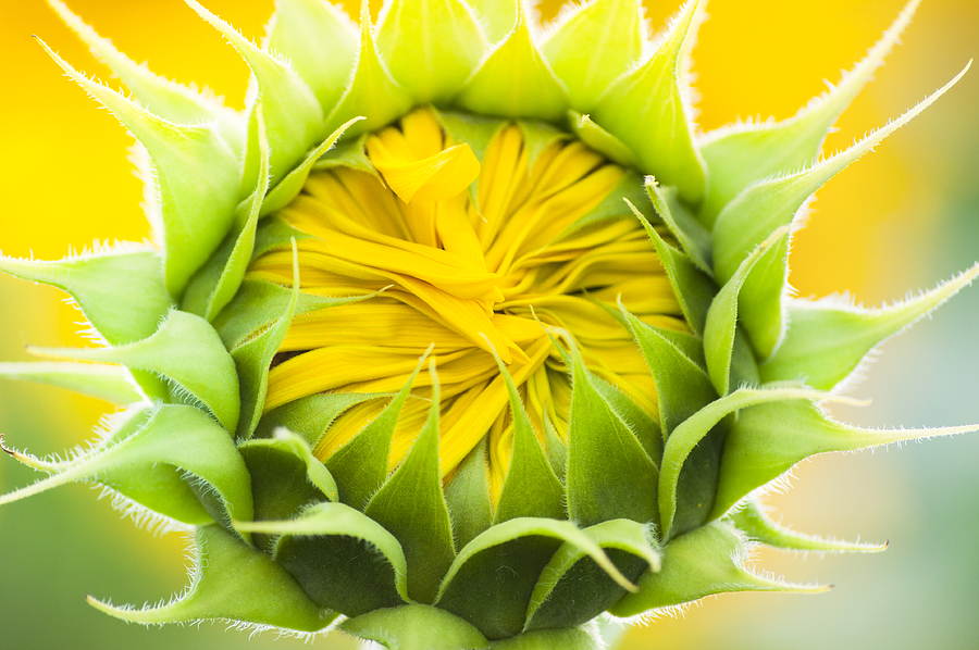 Sunflower Photograph - Scrunched by Christi Kraft