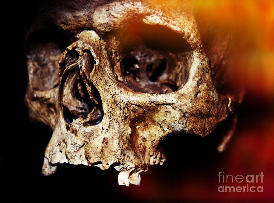 Halloween Photograph - Skull #2 by Iryna Liveoak