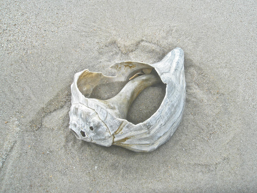 Sculpted by the Atlantic Ocean Photograph by Carol Senske
