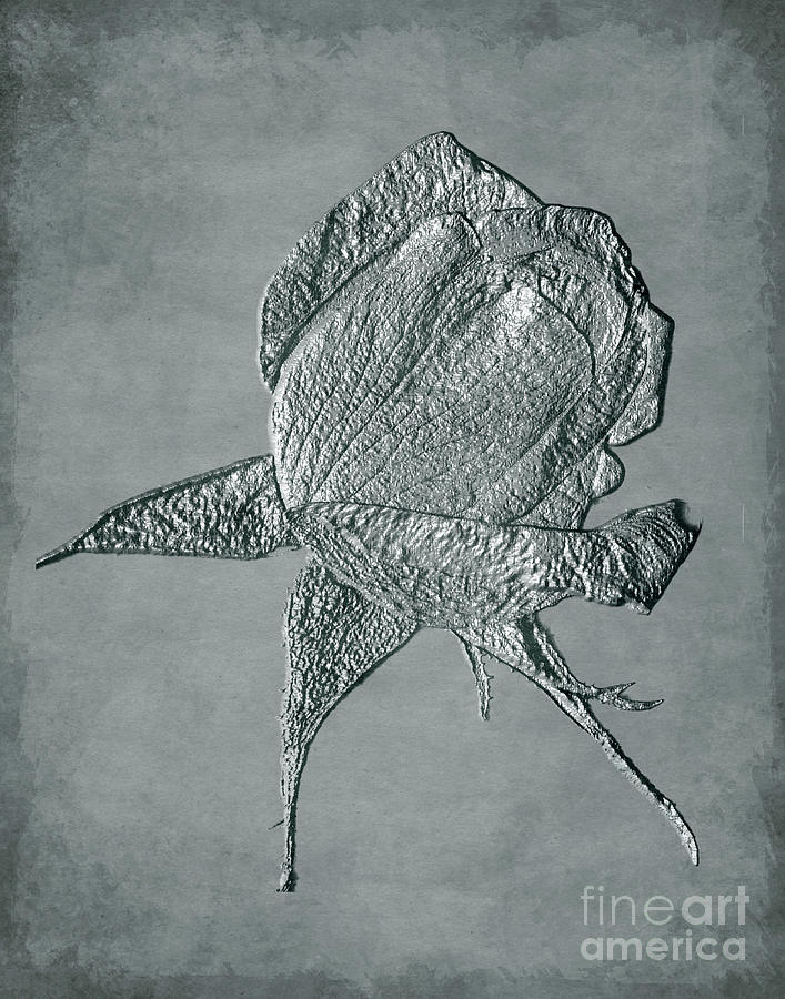 Sculpted Silver Rosebud Digital Art by Smilin Eyes Treasures