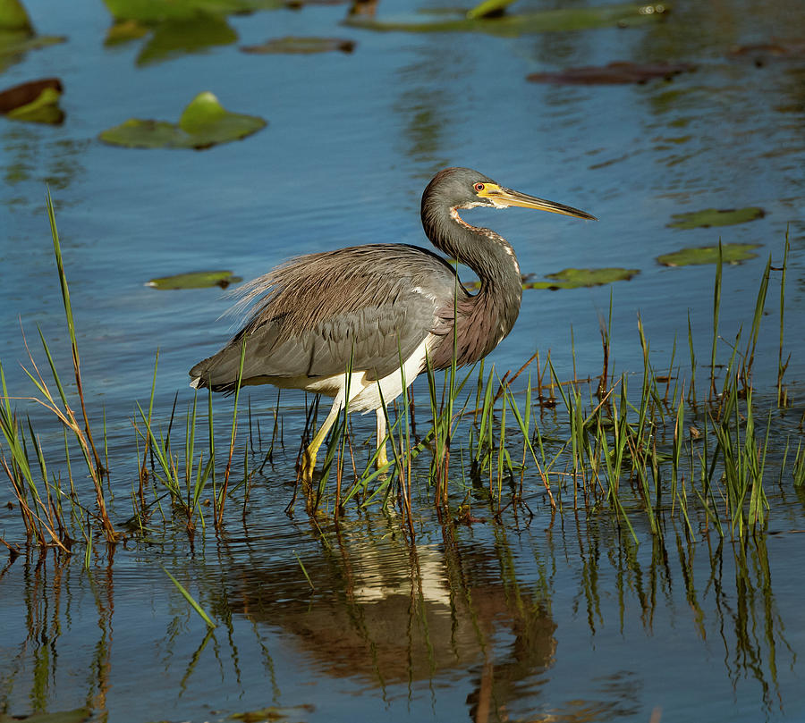 A great blue heron in a pond. Photograph by Usha Peddamatham