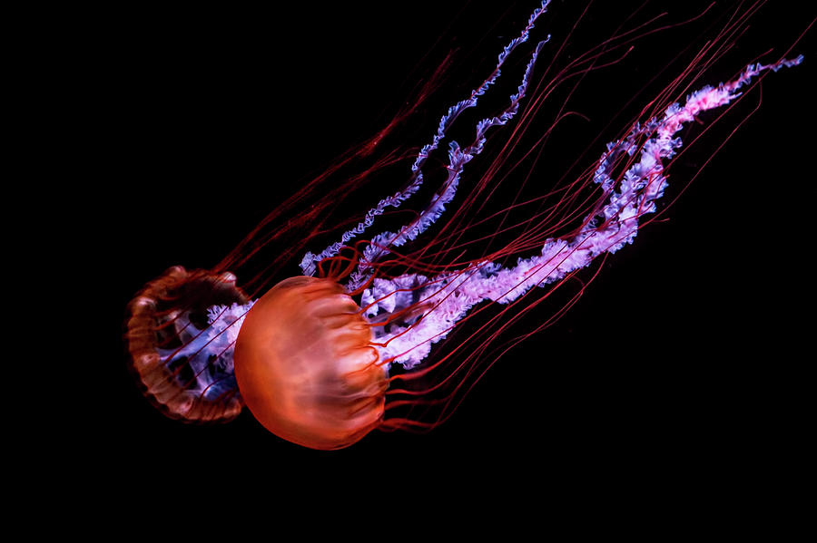Scyphozoan Jellyfish at the Cabrillo Marine Aquarium Photograph by Randall Nyhof