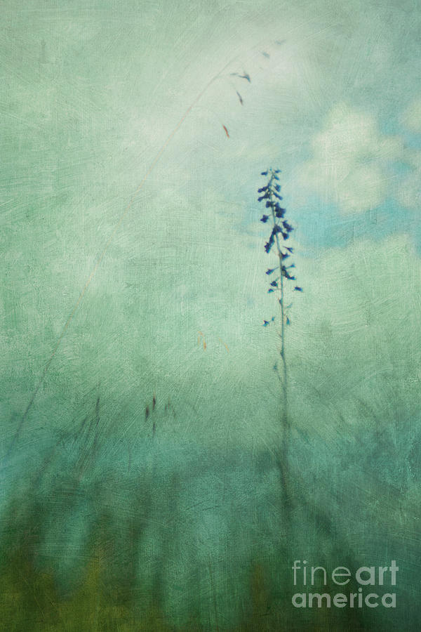 Summer Meadow Poem 1 Photograph by Priska Wettstein