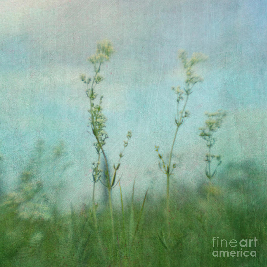 Flower Photograph - Summer Meadow Poem 3 by Priska Wettstein