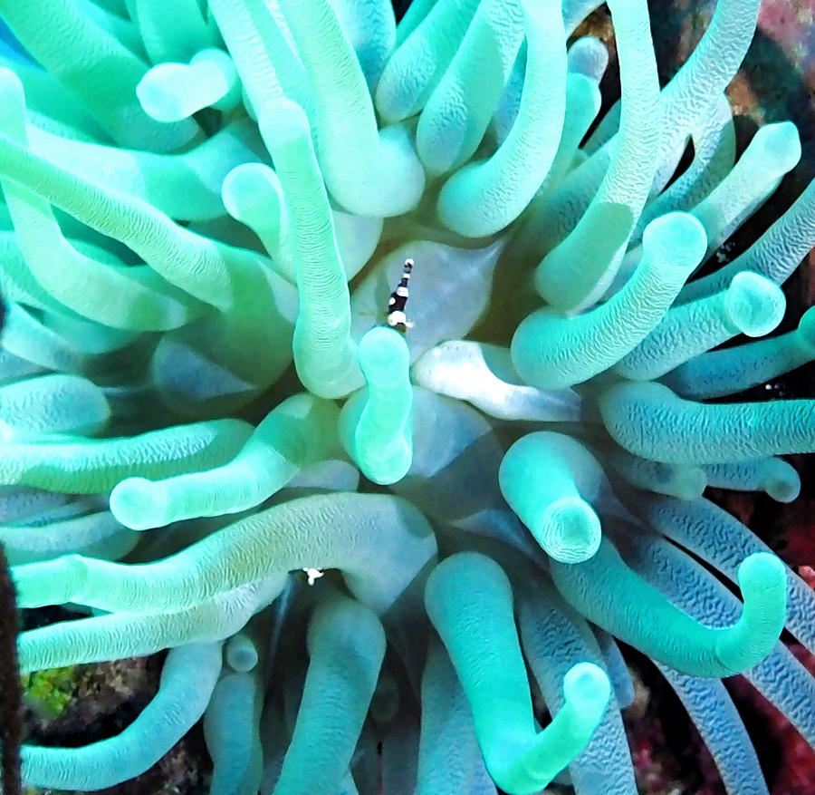 Sea Anemone and Squat Shrimp Photograph by Amy McDaniel
