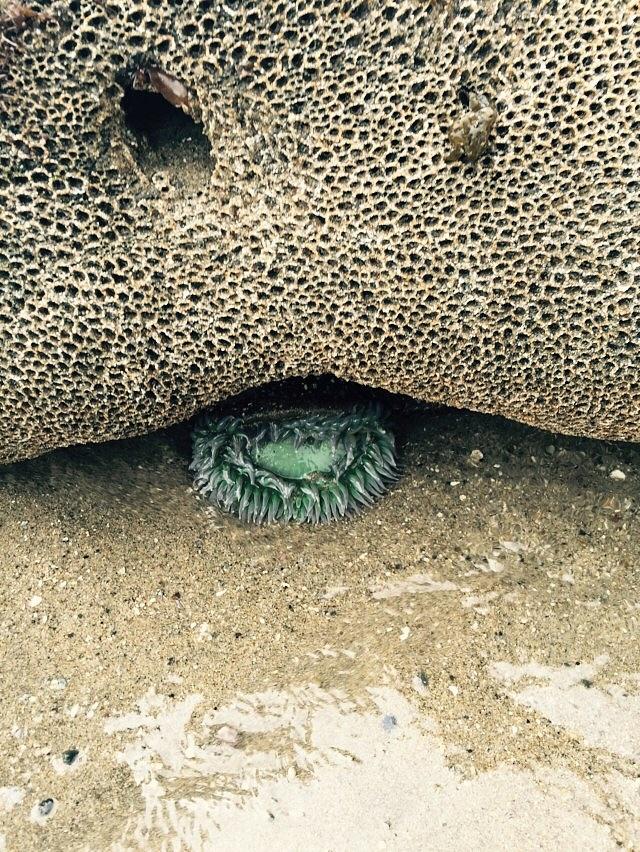 Sea Anemone at Low Tide Photograph by Teresa Krieger - Fine Art America