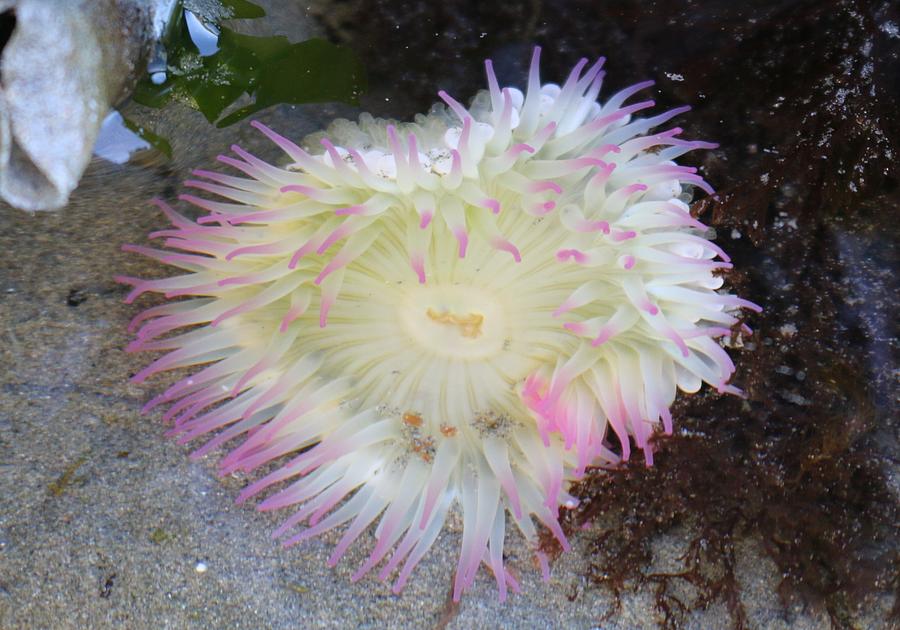 Sea Anemone Photograph by Christy Pooschke