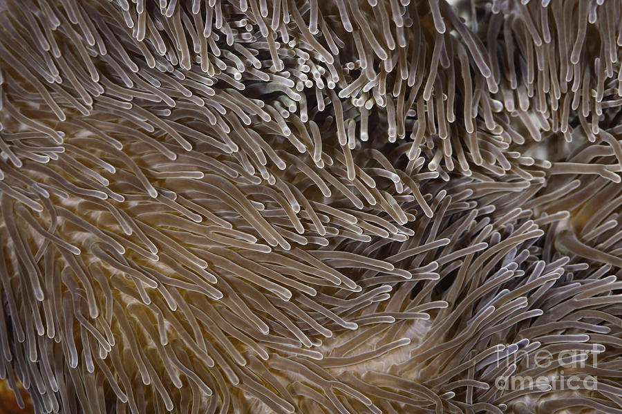 Fish Photograph - Sea Anemone closeup by Anthony Totah