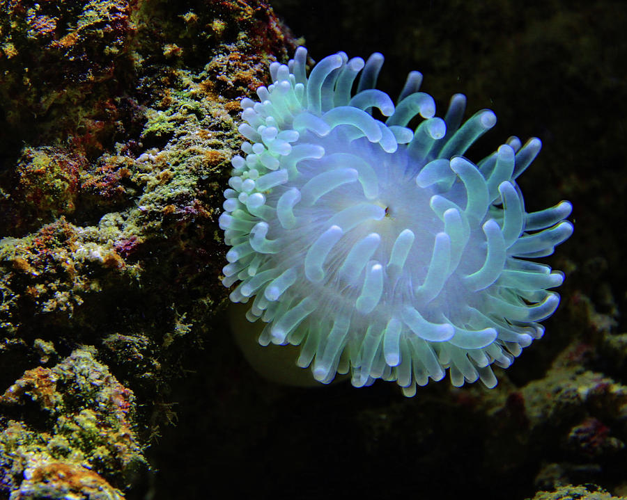 Sea Anemone Photograph by Ryan Workman Photography