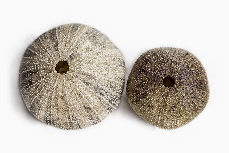 Sea Urchin Shells Photograph by Belinda Greb