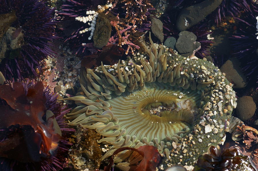 Sea Anemone Photograph - Sea Anemone by Tim Riley