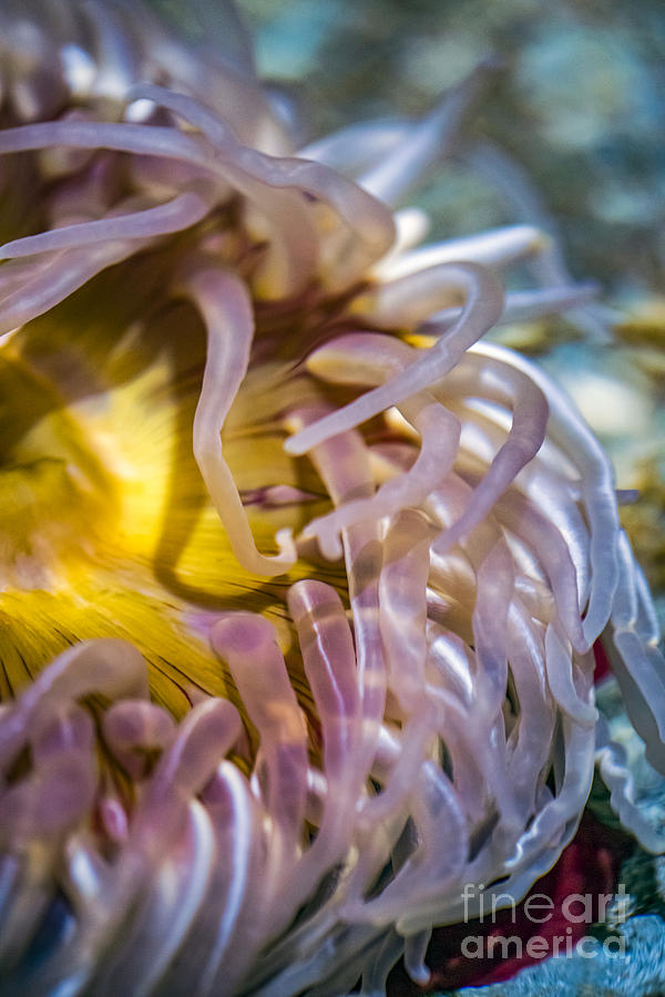 Sea Anemones 2 Photograph by David Zanzinger