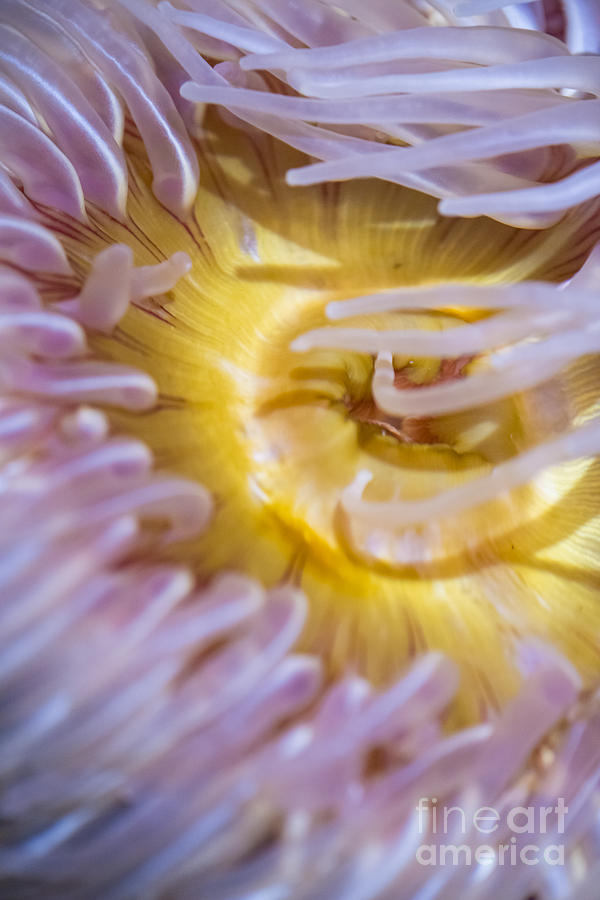 Sea Anemones 4 Photograph by David Zanzinger