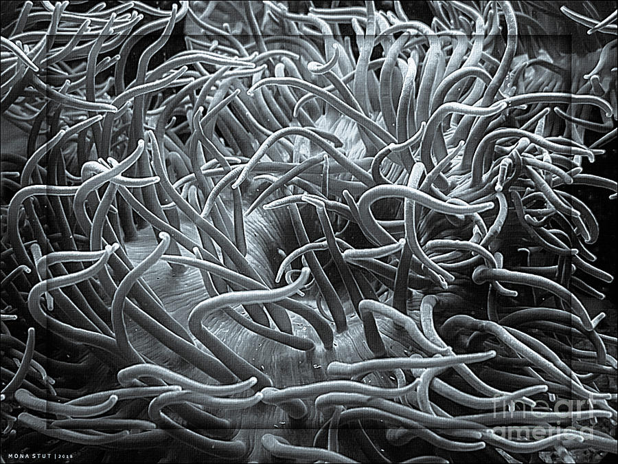 Sea Anemones Bw Photograph