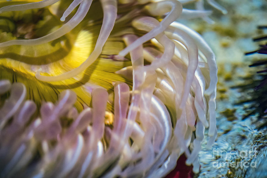 Sea Anemones Photograph by David Zanzinger