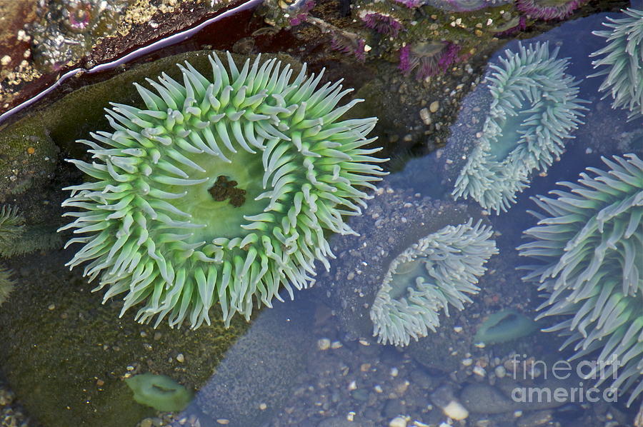 Sea Anemones Photograph by Sean Griffin