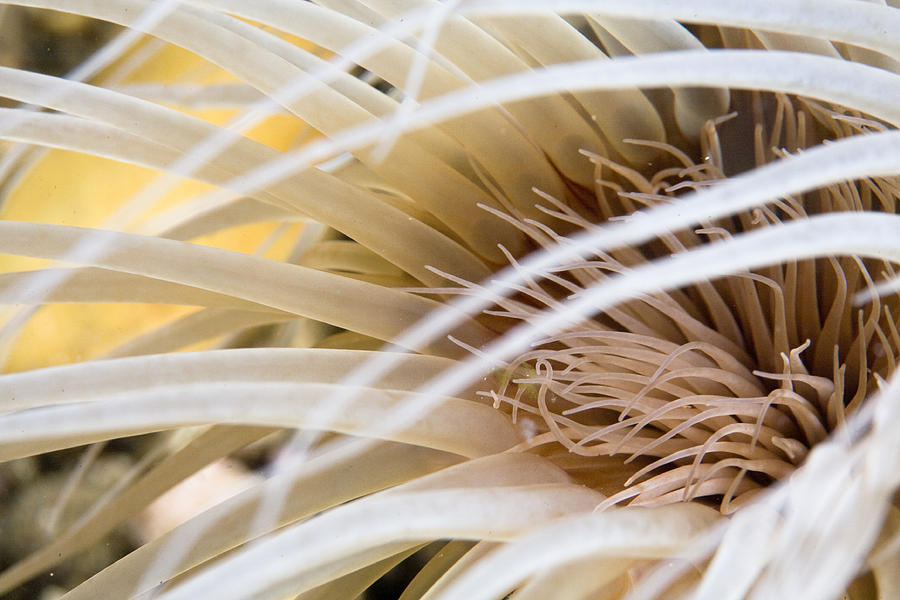 Anemone Photograph - Sea Anenome by Bryan Toro Anemone Photograph - Sea Anenome by Bryan Toro