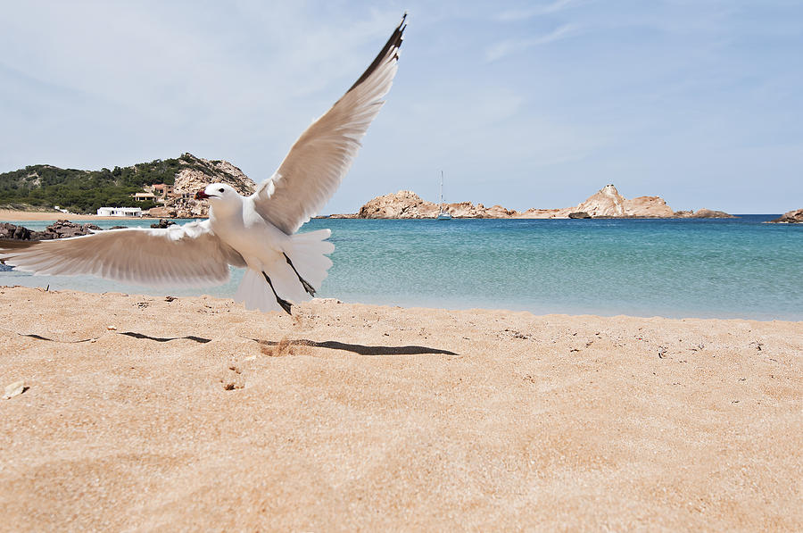Sea angel in blue land - Minorca Island seagull spreading wings and taking off in turquoise water  Photograph by Pedro Cardona Llambias