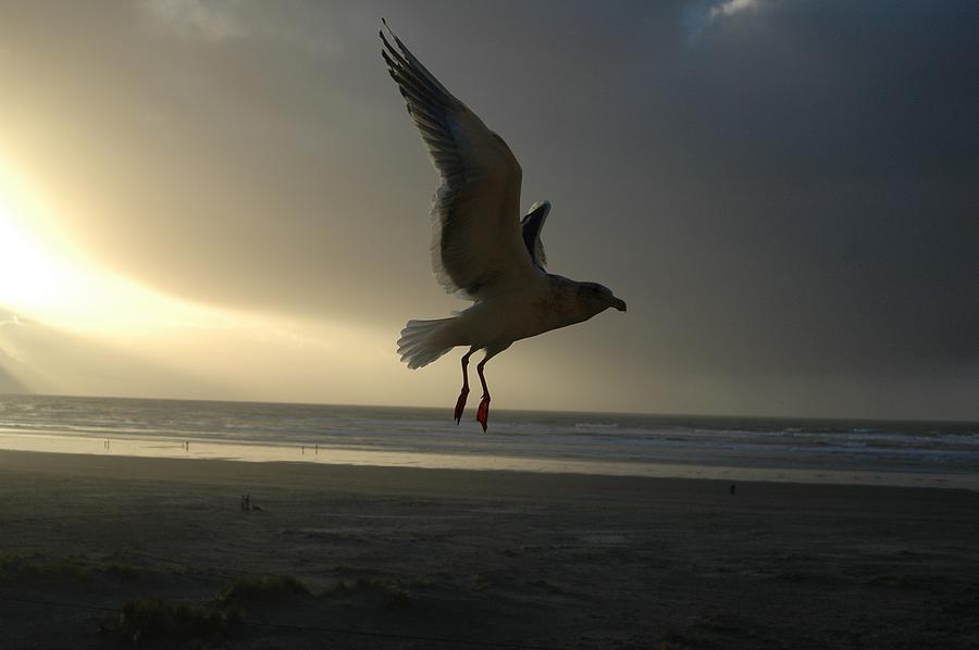 Seagull Photograph - Sea Bird 6 by Sara Stevenson