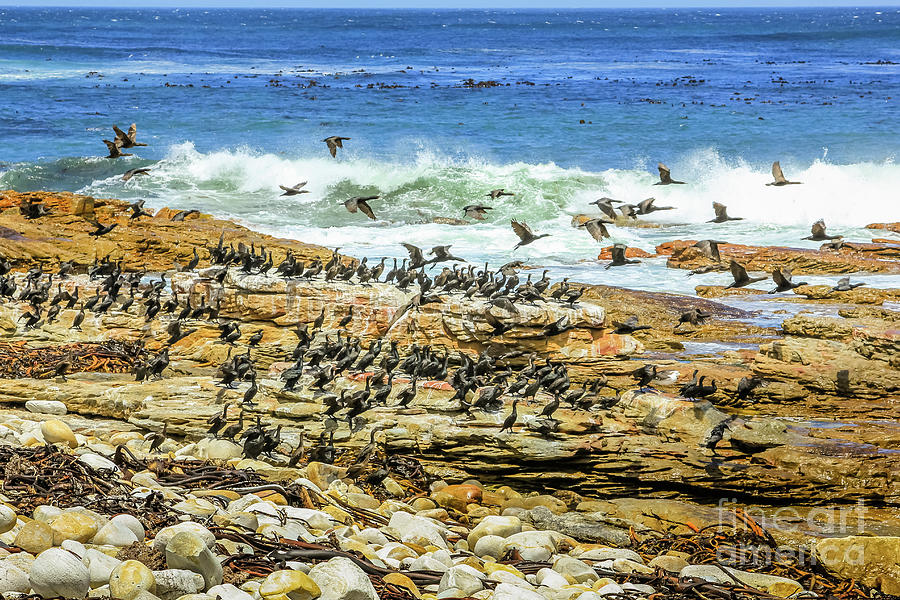 Sea bird Atlantic Coast Photograph by Benny Marty