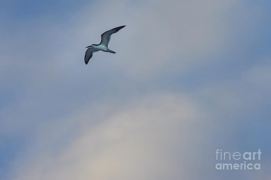 Sea Bird in Flight Photograph by Tom Brickhouse