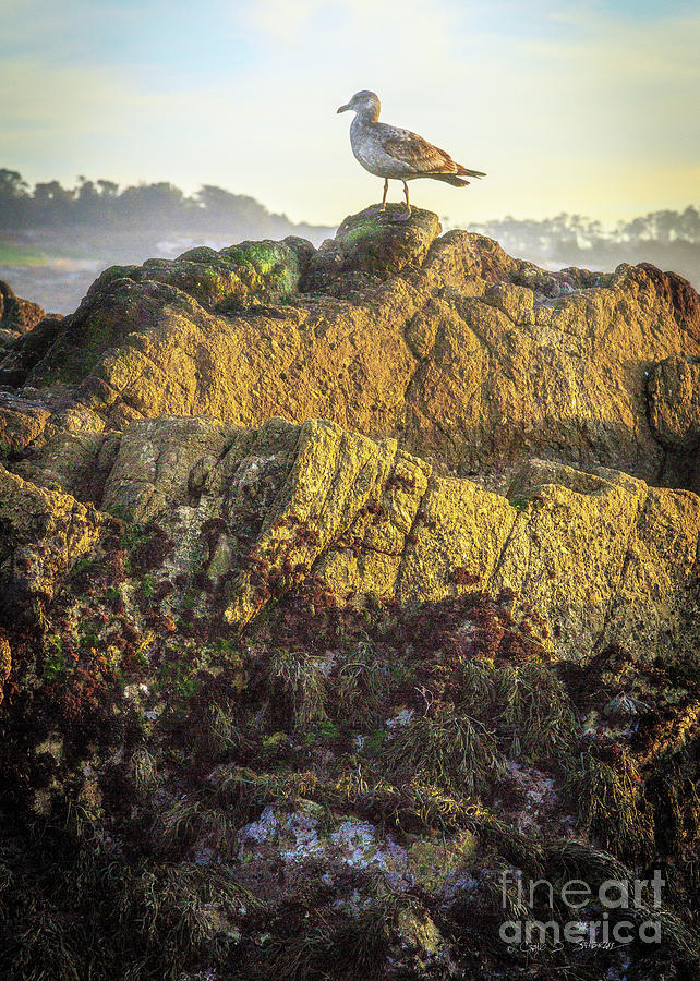 Sea Bird on Point Lobos Photograph by Craig J Satterlee
