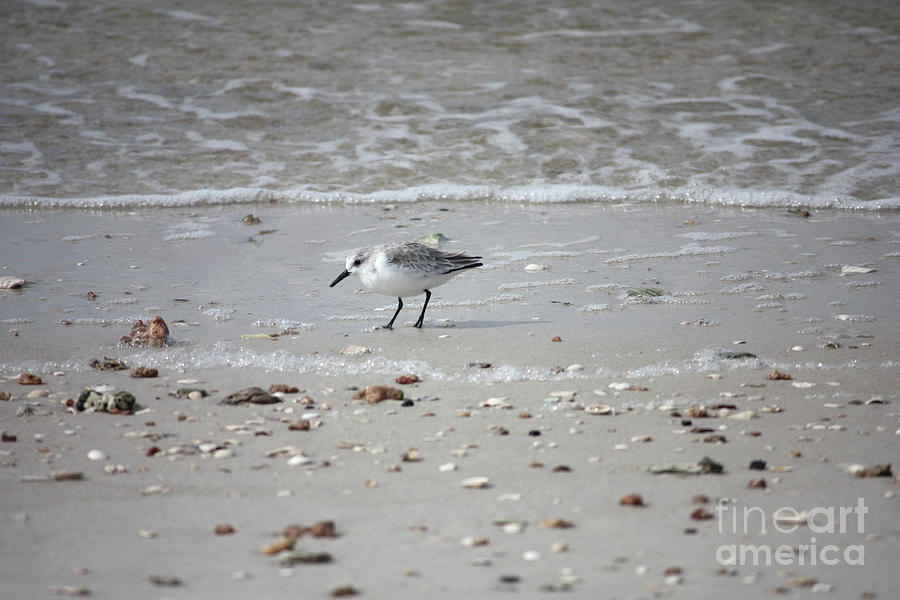 Sea Bird on Sandy Shore Photograph by Carol Groenen