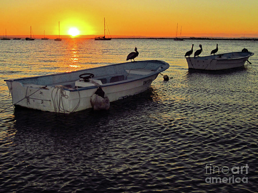 Sea Bird Sunset Photograph by Becqi Sherman