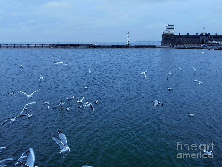 Sea Birds At New Brighton in Blue Photograph by Joan-Violet Stretch