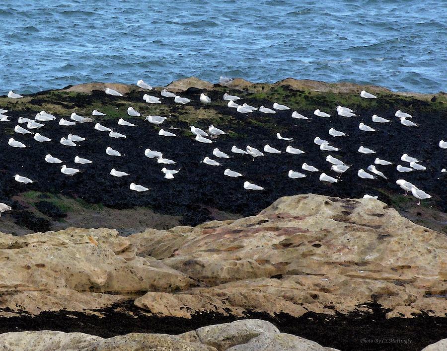 Sea Birds at Rest Photograph by Coke Mattingly