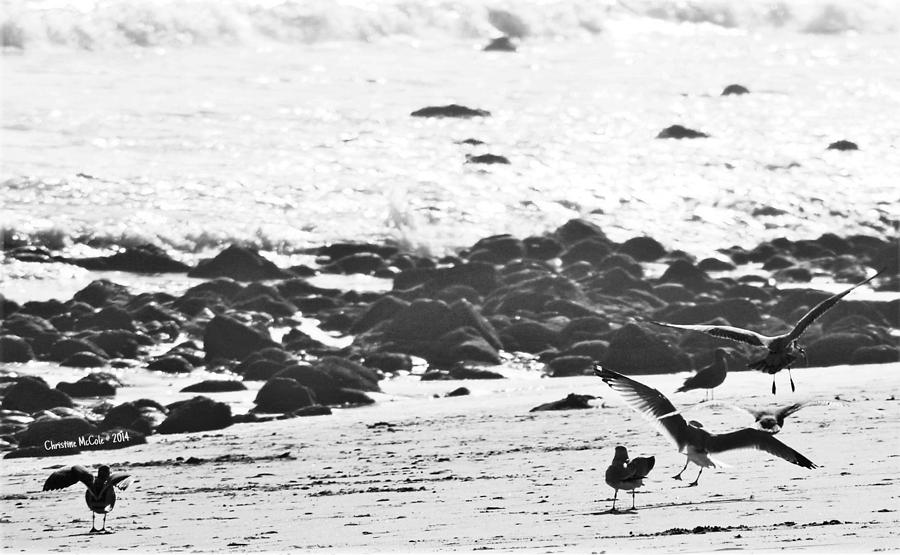 Sea Birds bw 7 Photograph by Christine McCole
