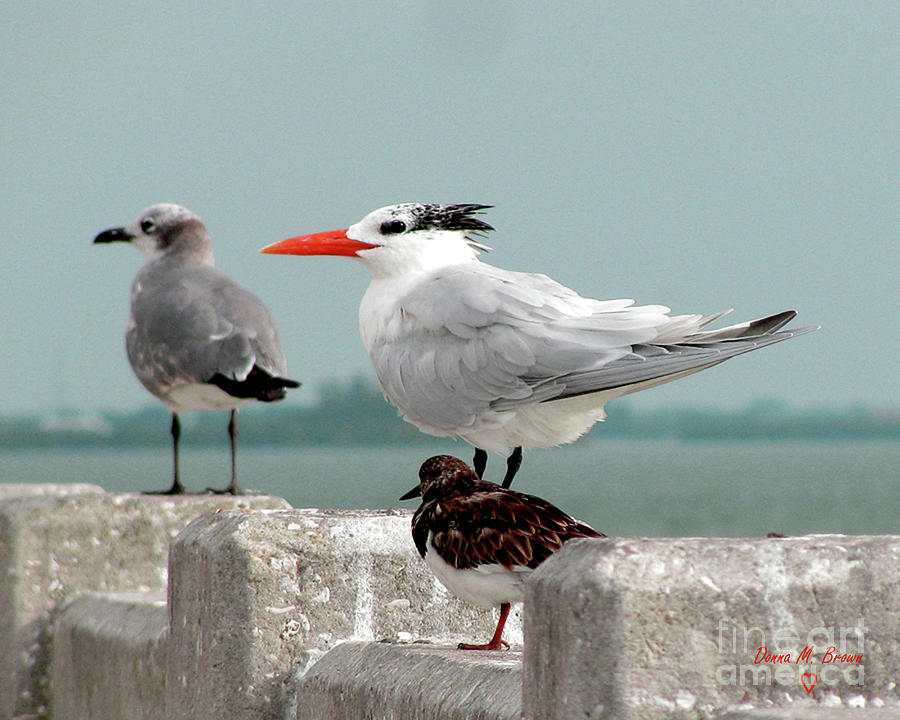 Sea Birds Photograph by Donna Brown