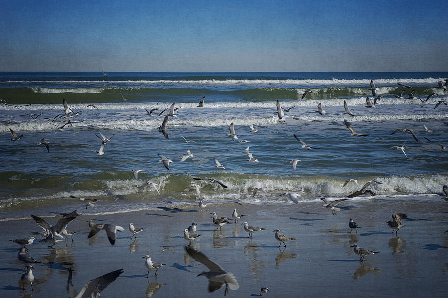 Sea Birds Feeding on Florida Coast DSC00473_16 Photograph by Greg Kluempers