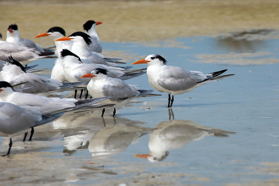 Sea birds Photograph by Gouzel -